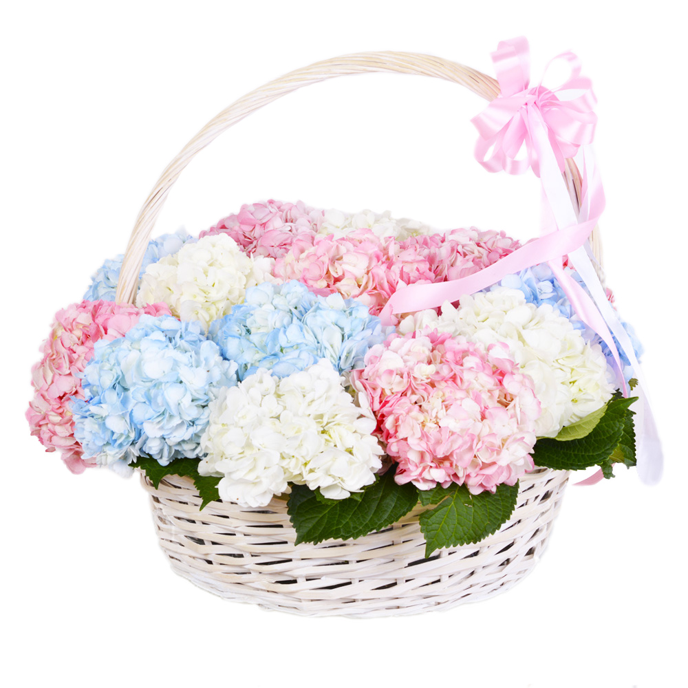 Корзина 15 разноцветных гортензий