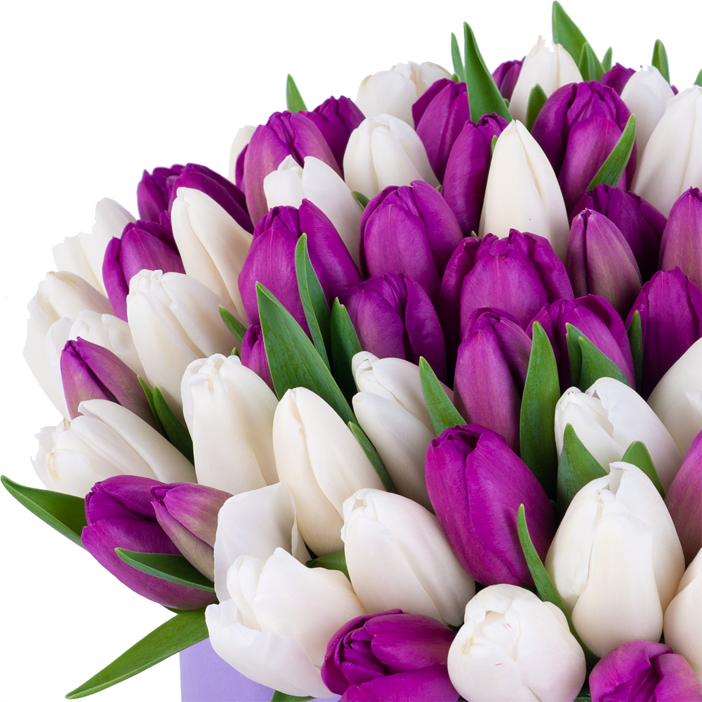 101 разноцветный тюльпан в фиолетовой шляпной коробке